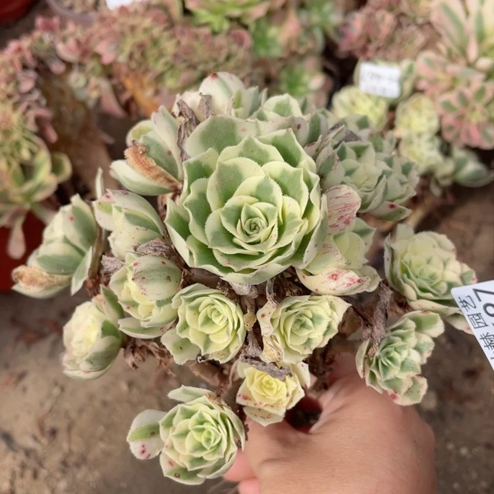 497迈巴赫多肉12345678