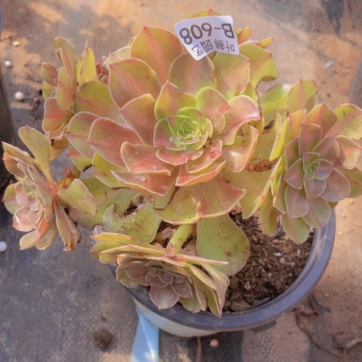 608倾城中多肉12345678