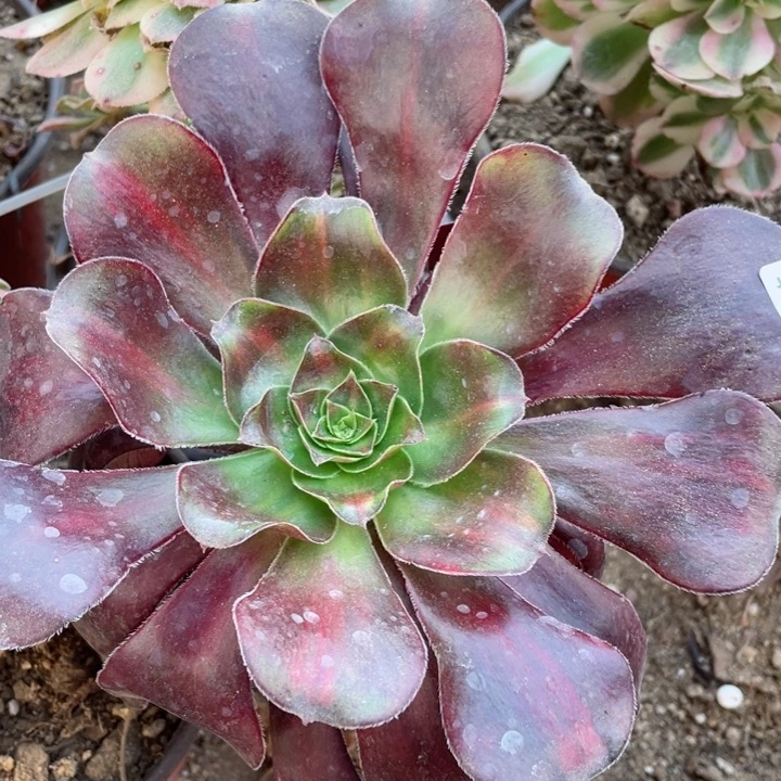 27巫毒七彩中班多肉1，12345678