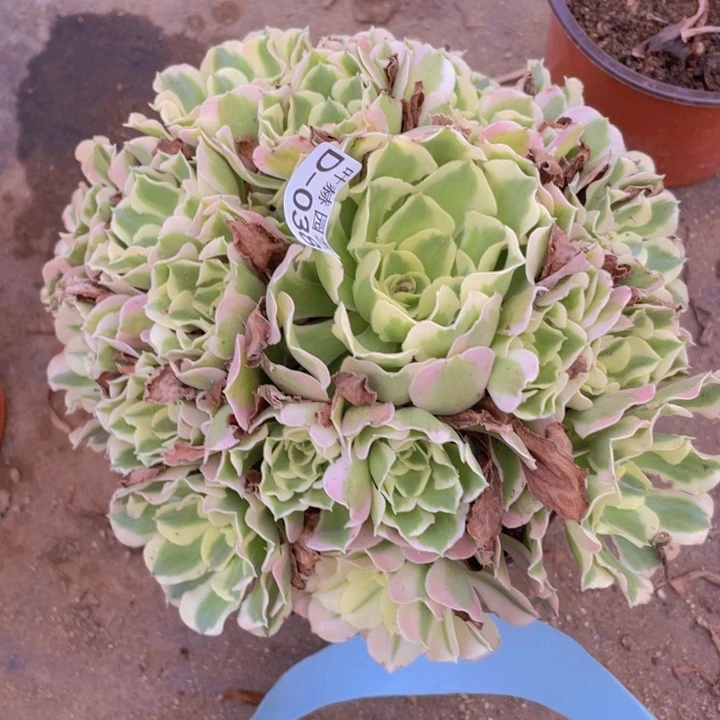 38雨花时多肉1234578