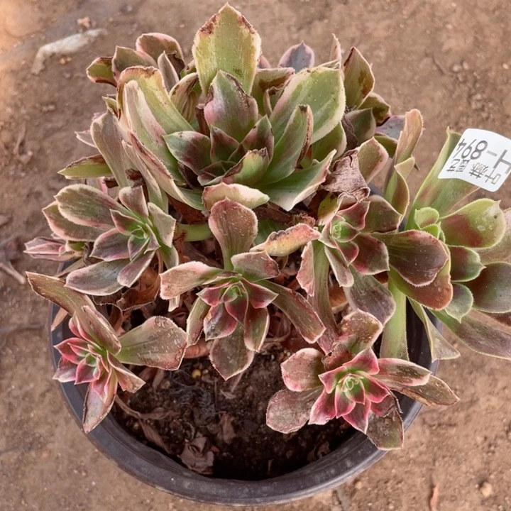 894浣纱多肉12345678