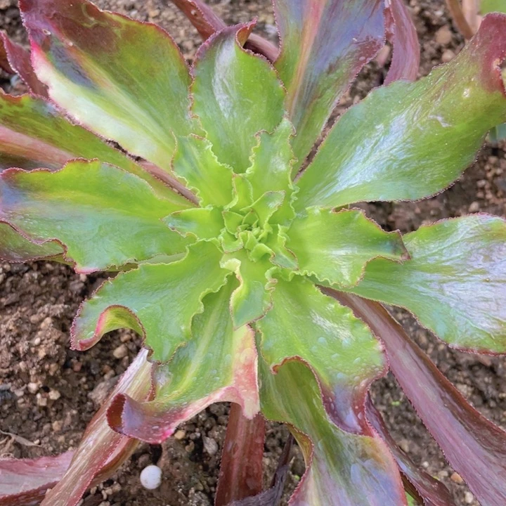 632魅影七彩多肉12345678