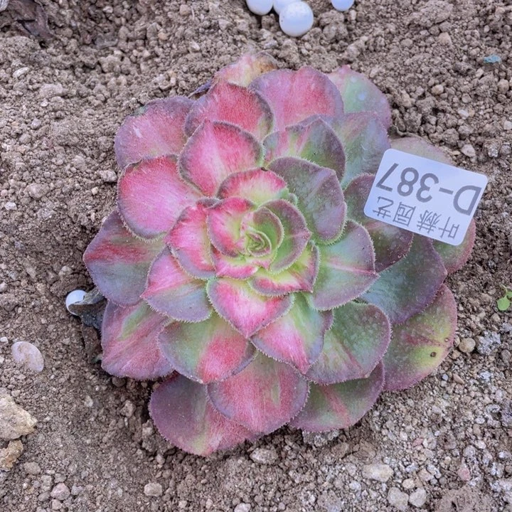 387海砍头12345678多肉