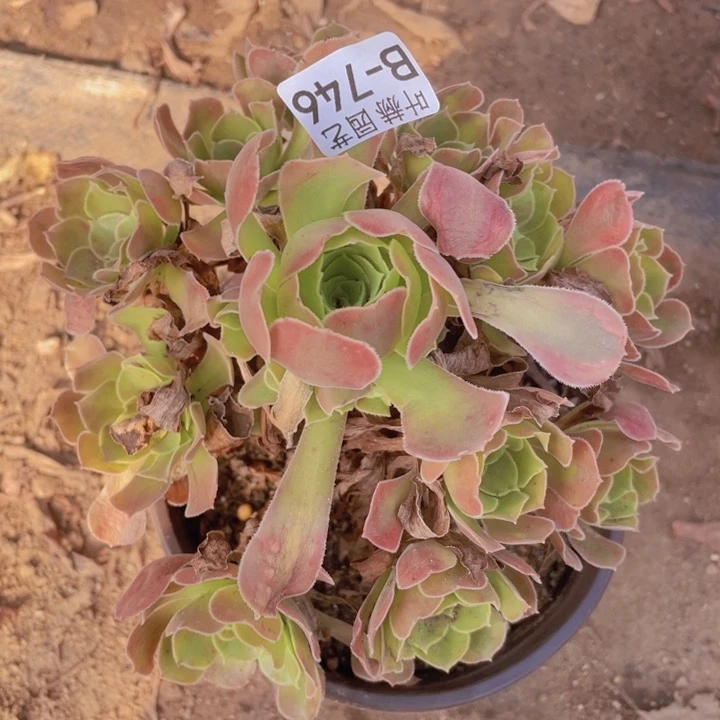 746洛神多肉12345678