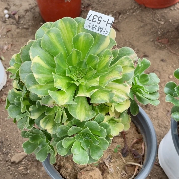 537夜光杯多肉12345678