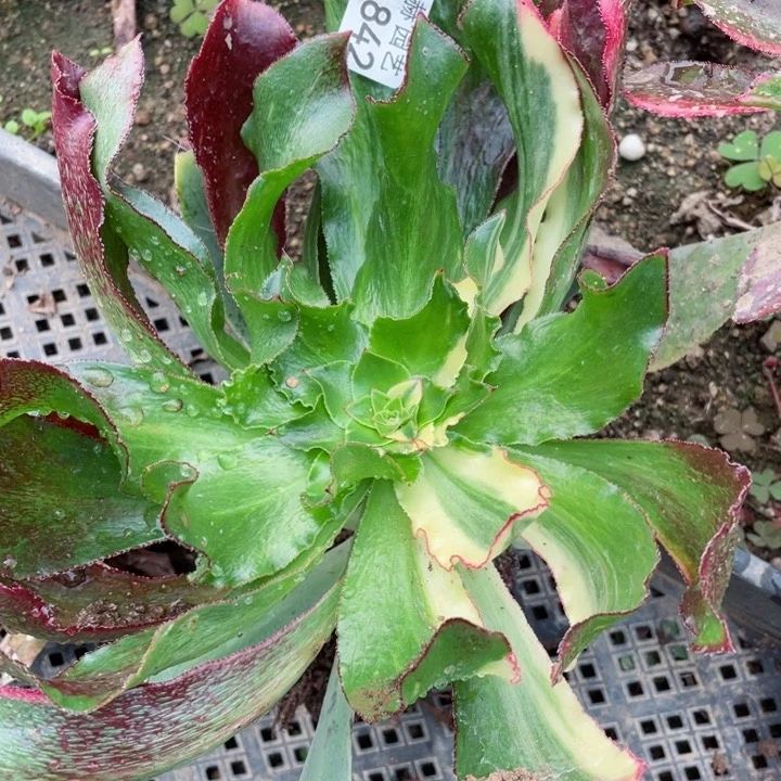 842魅影七彩嫁接多肉12345678