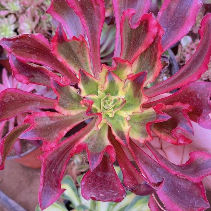 393魅影多肉12345678