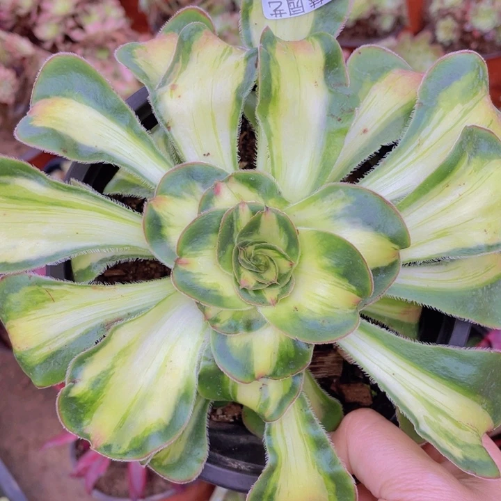 394暴君多肉123456