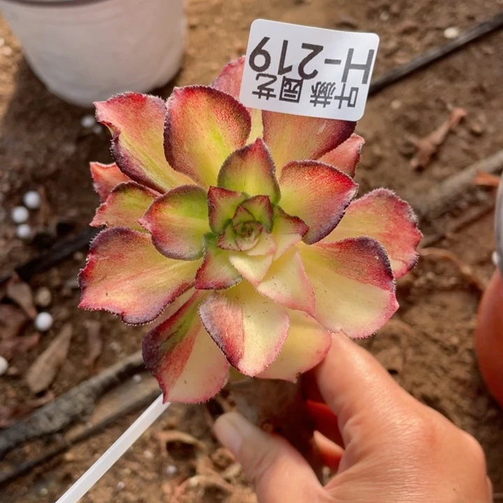 219海七彩嫁接多肉1，12345678