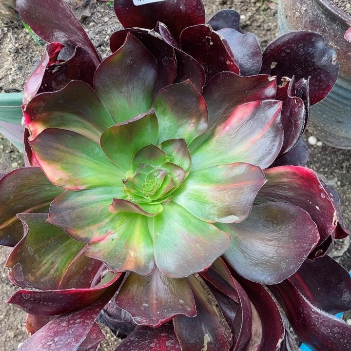 731巫毒七彩嫁接多肉12345678多肉