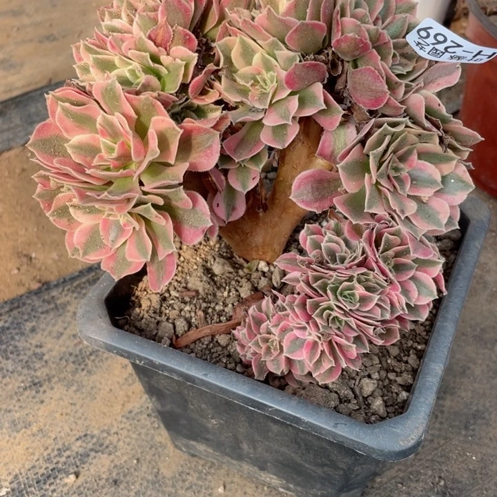 269女巫缀12344678多肉