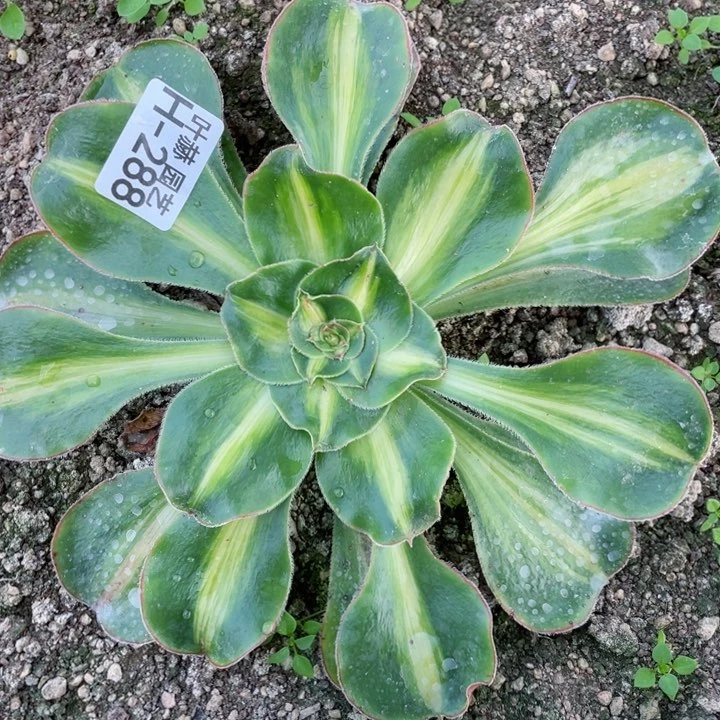 288暴君多肉112345678