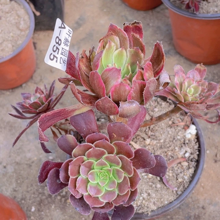 855紫霞多肉12345678