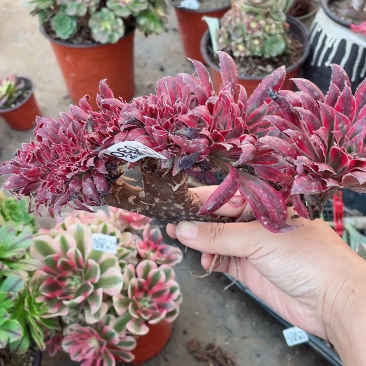 30朱雀缀多肉12345678