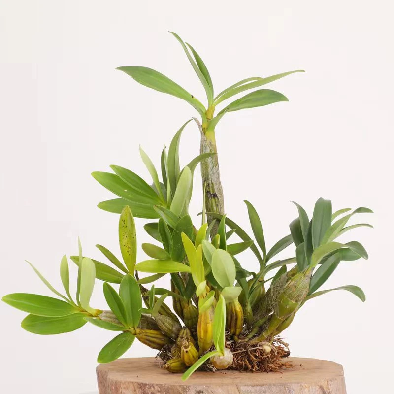 云南金钗肿节生根石斛兰苗基地直销直播一物一拍连接不得私自下单