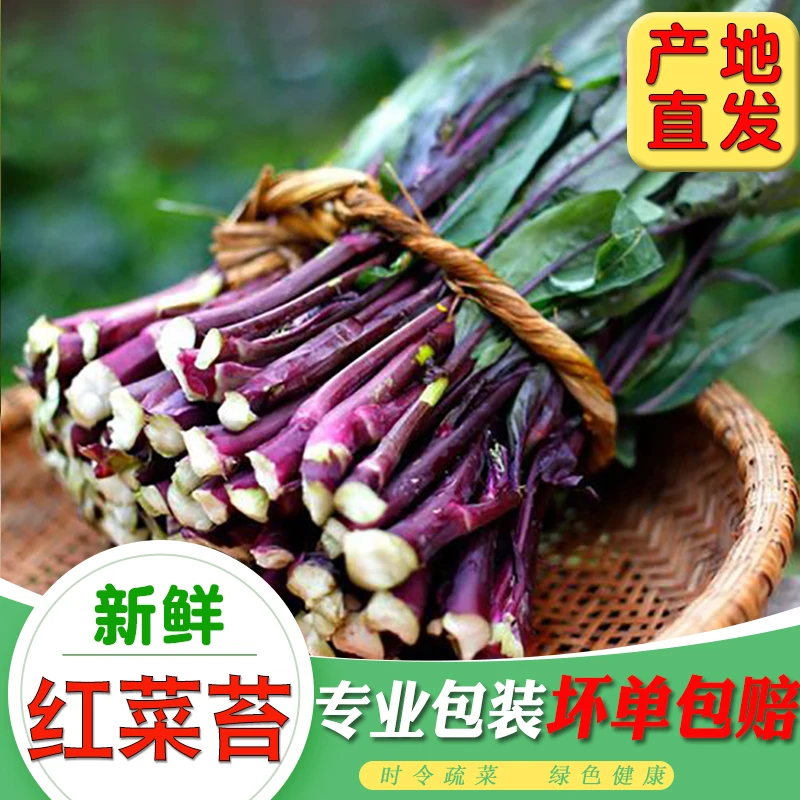 湖北荆州特产新鲜红菜苔柴菜苔应季疏菜现摘现发