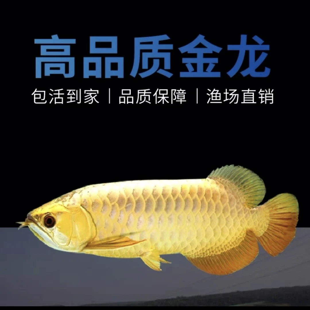 原生态古典过背金龙鱼苗活体招财鱼热带鱼红龙观赏鱼