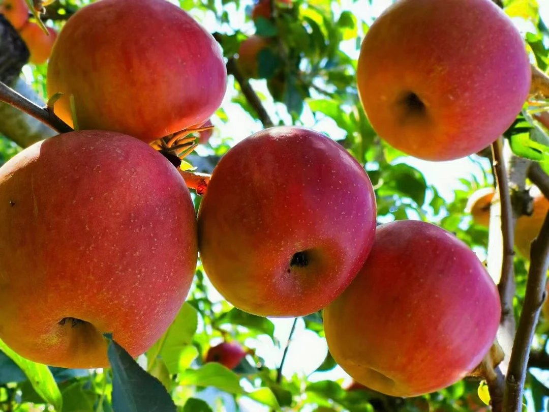 【小哲】集安寒富苹果8-9个一箱5斤