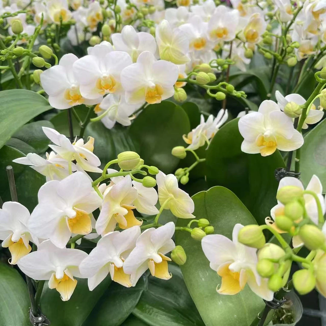 （勃艮第）精品蝴蝶兰