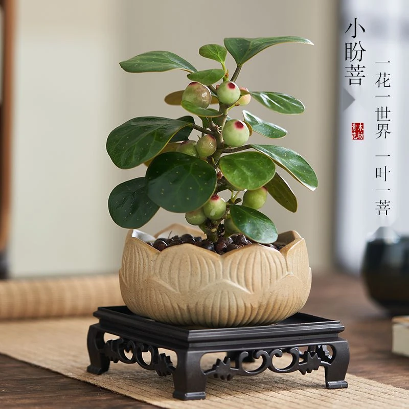 小盼菩树盆栽带果发货室内绿植花卉客厅办公室桌面摆件植物