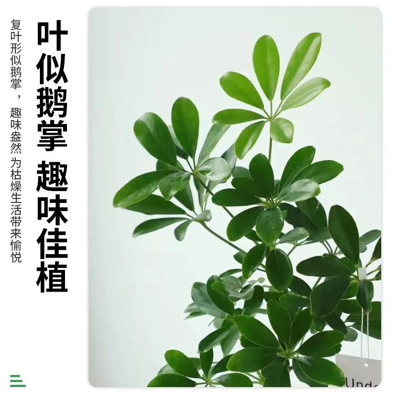 鸭脚木福利款盆栽室内绿植客厅阳台落地乔迁新房植物八方来财