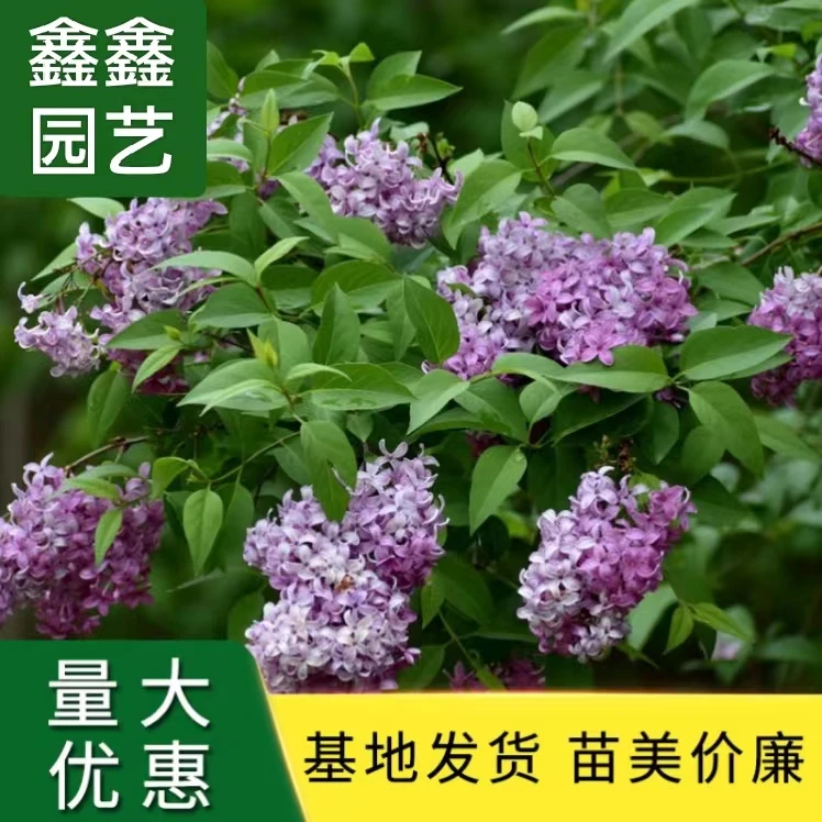低价处理树苗四季开花浓香庭院阳台盆栽耐寒欧洲紫丁香