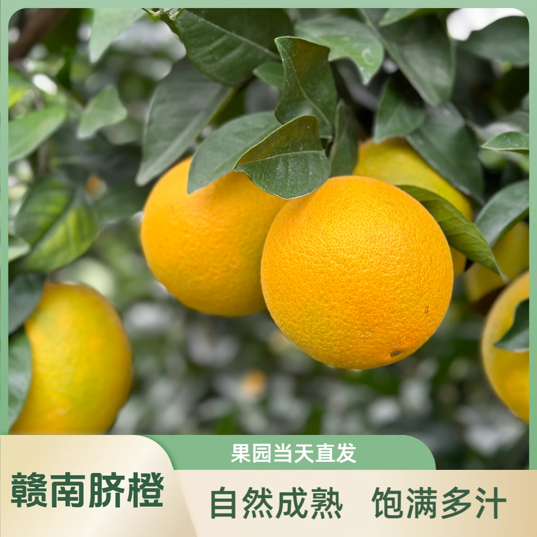 【老马专属】 《京东包邮》赣南脐橙原产地直发