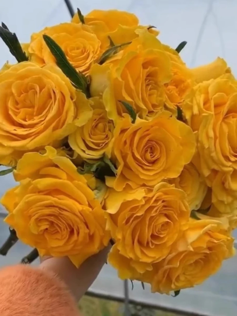 超新品月季 苏格兰黄油可做切花花朵直立性强 扦插苗原盆原土发货