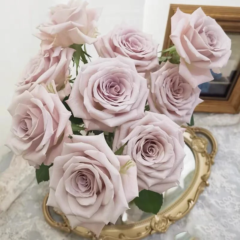 复古色高档切花月季曼塔 庭院阳台花卉 扦插苗原盆原土发货好养