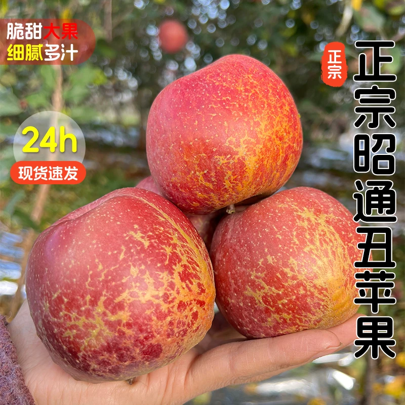 正宗云南昭通丑苹果高山农家种植新鲜水果脆甜多汁整箱包邮