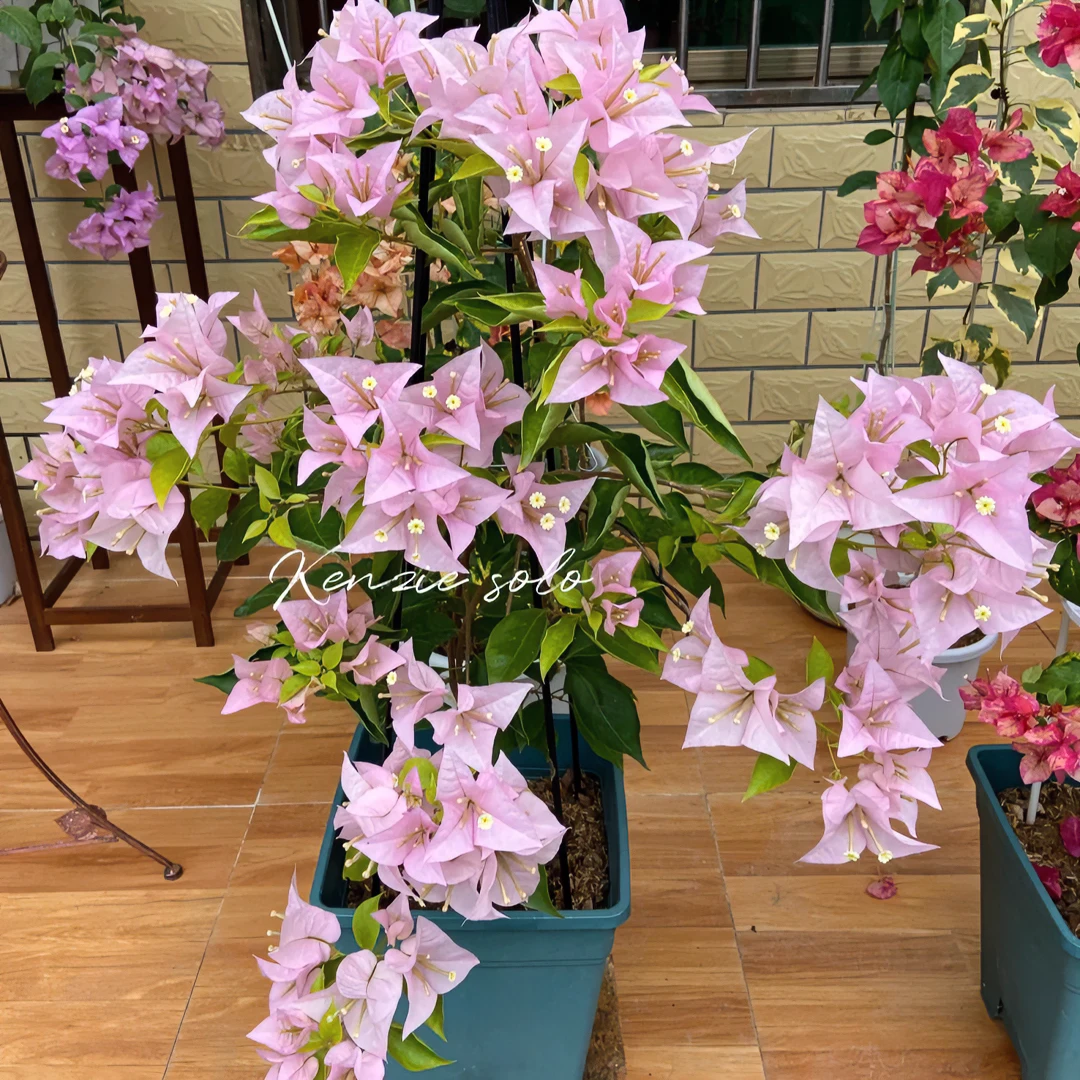 粉天使三角梅伊娃系列品种苗，勤花捡漏爆款