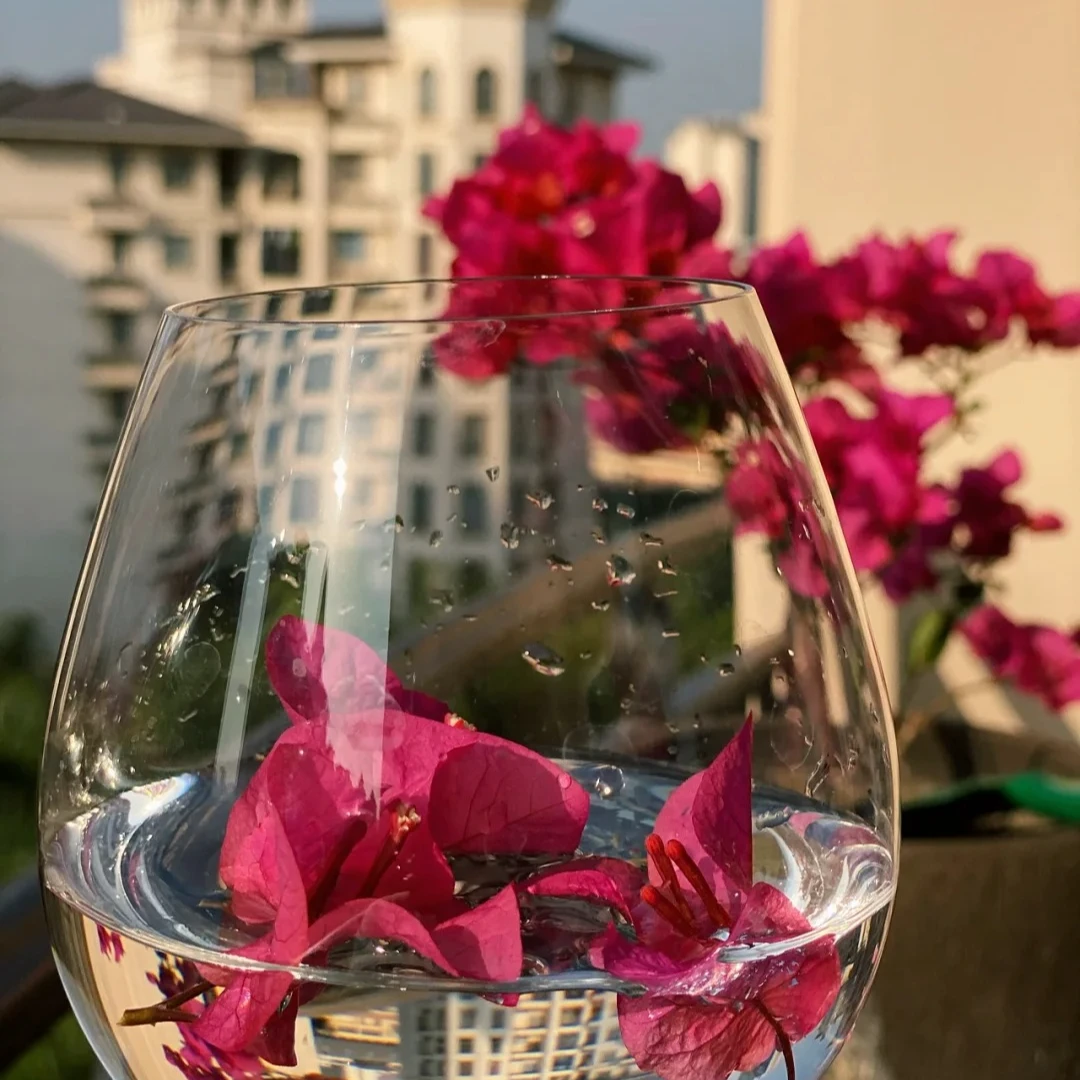 福利三角梅一棵，带花带叶带土（不售后）