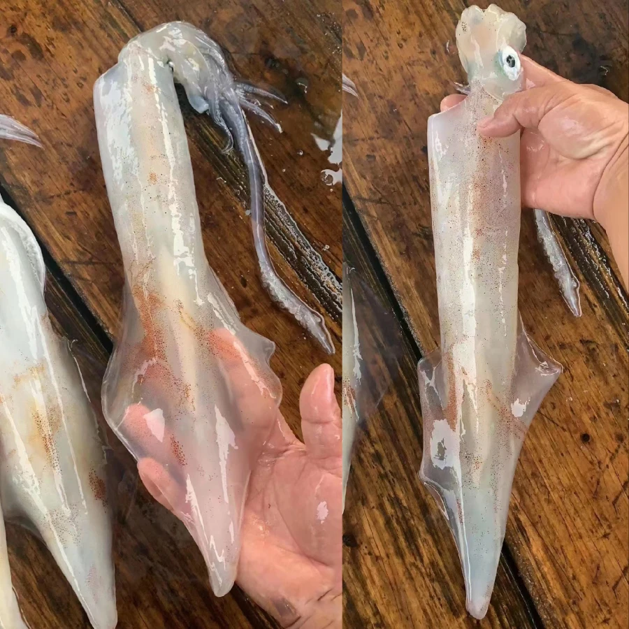 【东山岛手钓大管】单冻3斤装 东山岛手钓鱿鱼大管鱿鱼生腌白灼