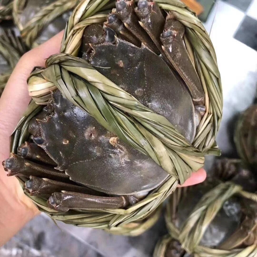 母蟹河蟹保活保肥 （单只2.3-2.6两绑绳）720g顺丰京东包邮