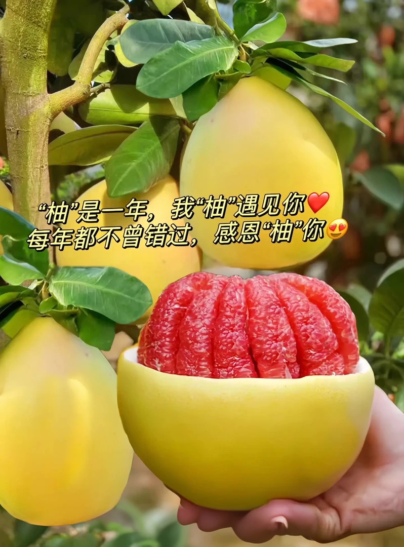 【三红柚】福建漳州平和