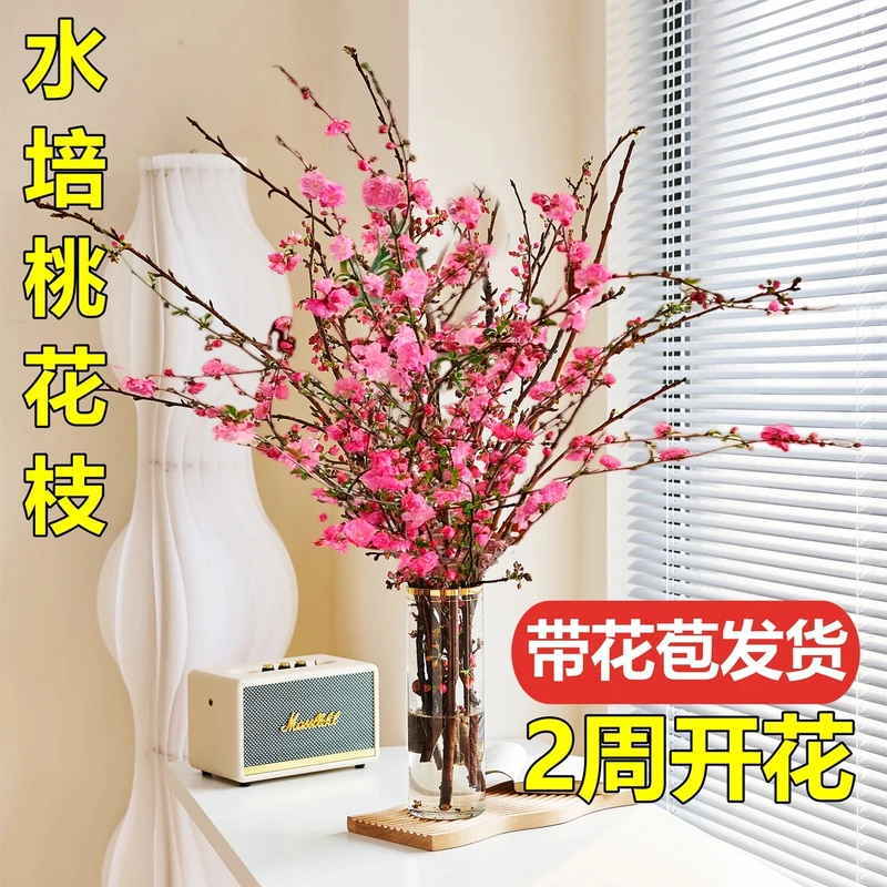 带花水培桃花枝树干枝珍珠李室内花卉盆栽梅花鲜切水养樱花绿植物