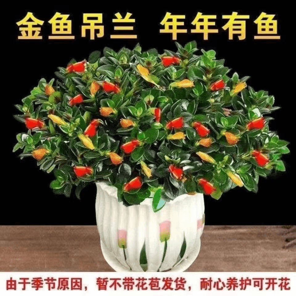 阳台吊兰耐寒耐热植物办公室内客厅花卉吸甲醛好养易活绿植盆栽