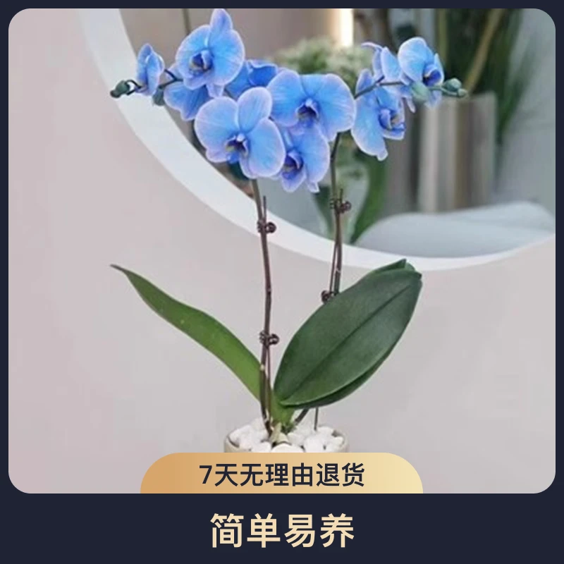 蝴蝶兰带花剑大苗盆栽室内桌面阳台花苗四季观花植物花卉当年开花