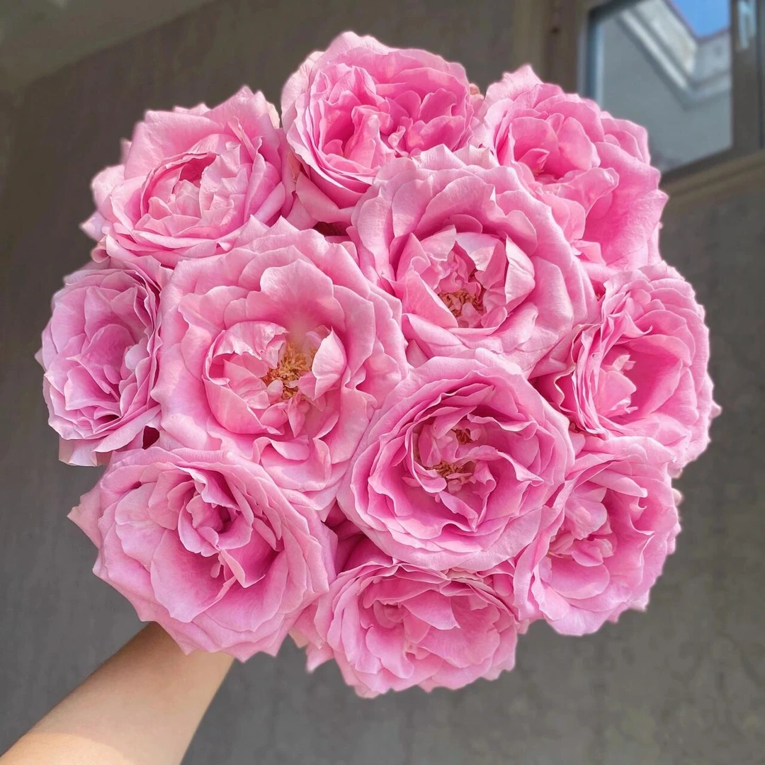 甜蜜雪山玫瑰鲜切花 粉色玫瑰花带香味鲜花 [1单中通2单顺丰]