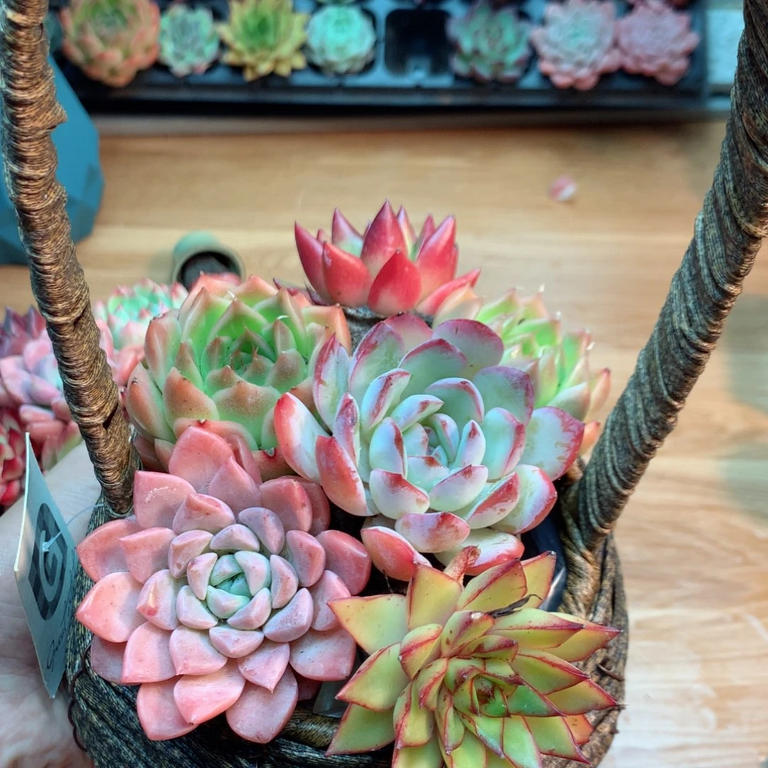 无土栽培6颗带花篮