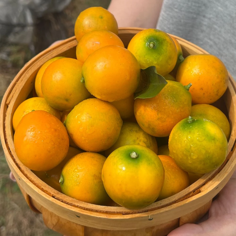 广西融安滑皮金桔新鲜现摘脆甜多汁水果纯甜