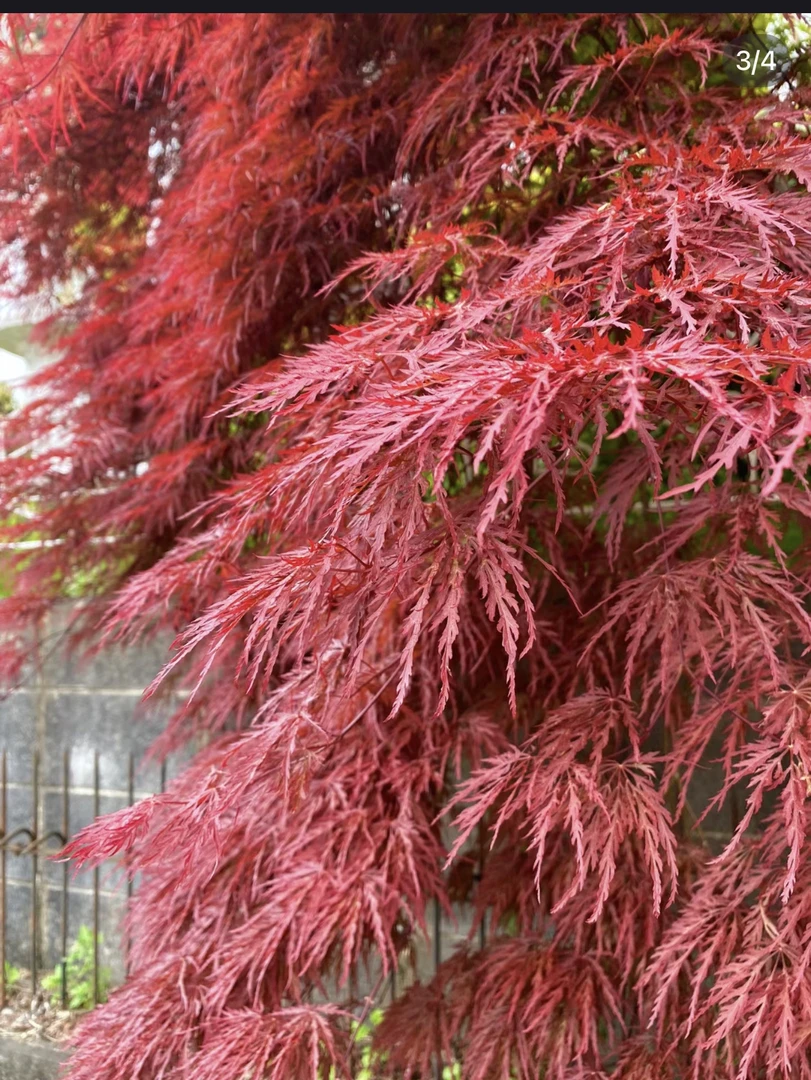 外山羽毛枫金丝黄羽稻叶羽毛枫等枫树品种