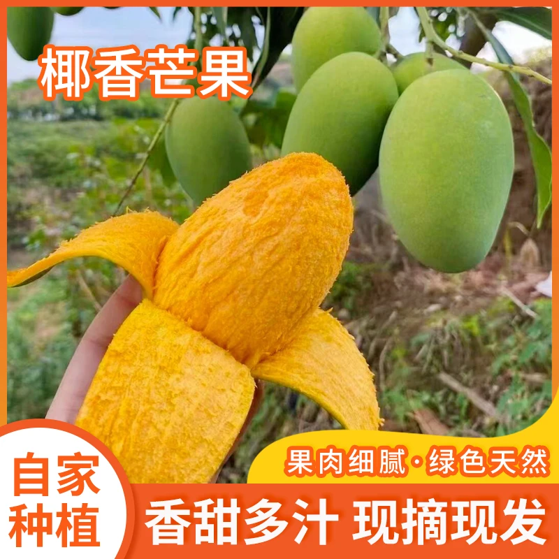 【乐妍专属】云南椰香芒果新鲜鸡蛋芒当季水果5斤9斤包邮细腻爽滑