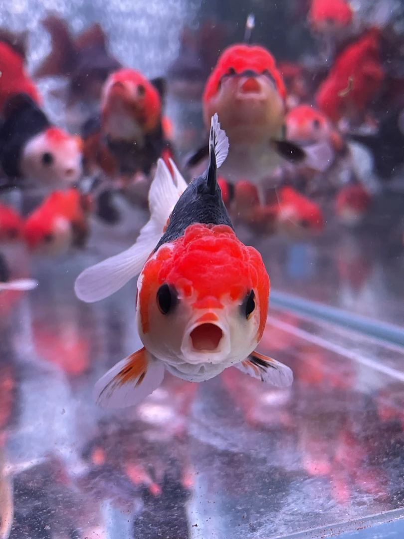 进口玛丽(拍前与主播沟通好，仅包活到家，售出概不退换)