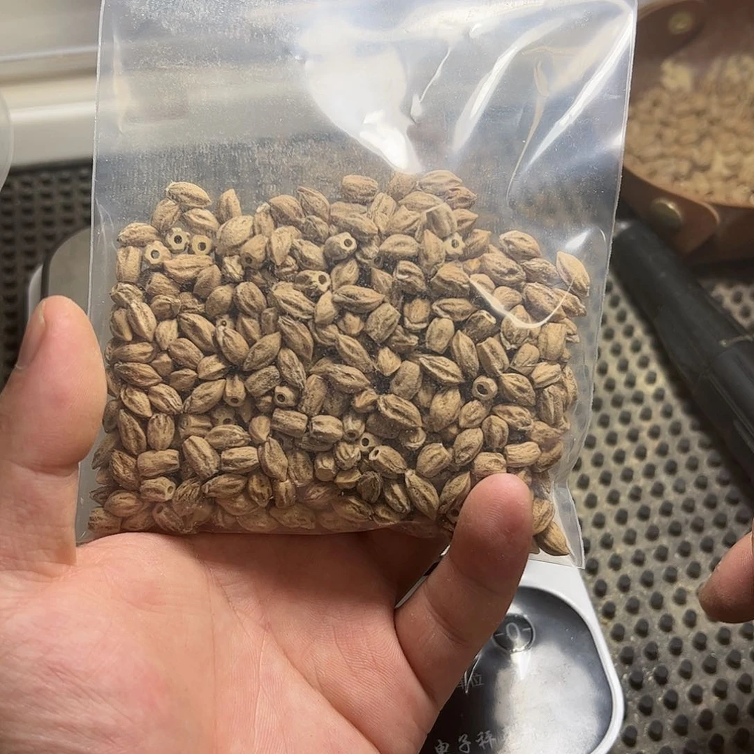 柏香籽/百香籽吊坠赵*