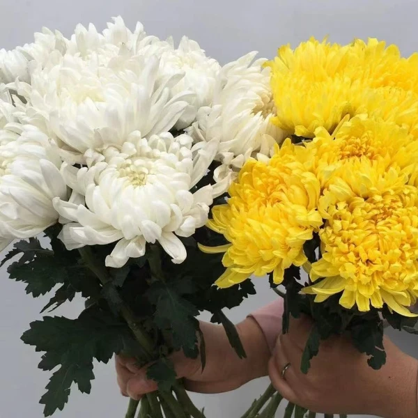 清明黄白菊零售【顺丰、 包邮】清明思念一束鲜花祭故人需要文明祭祀