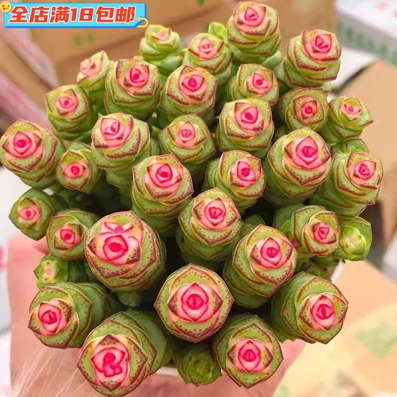 钱串锦钱串子多肉植物室内盆栽组合好养小老桩七彩彩色肉肉精选