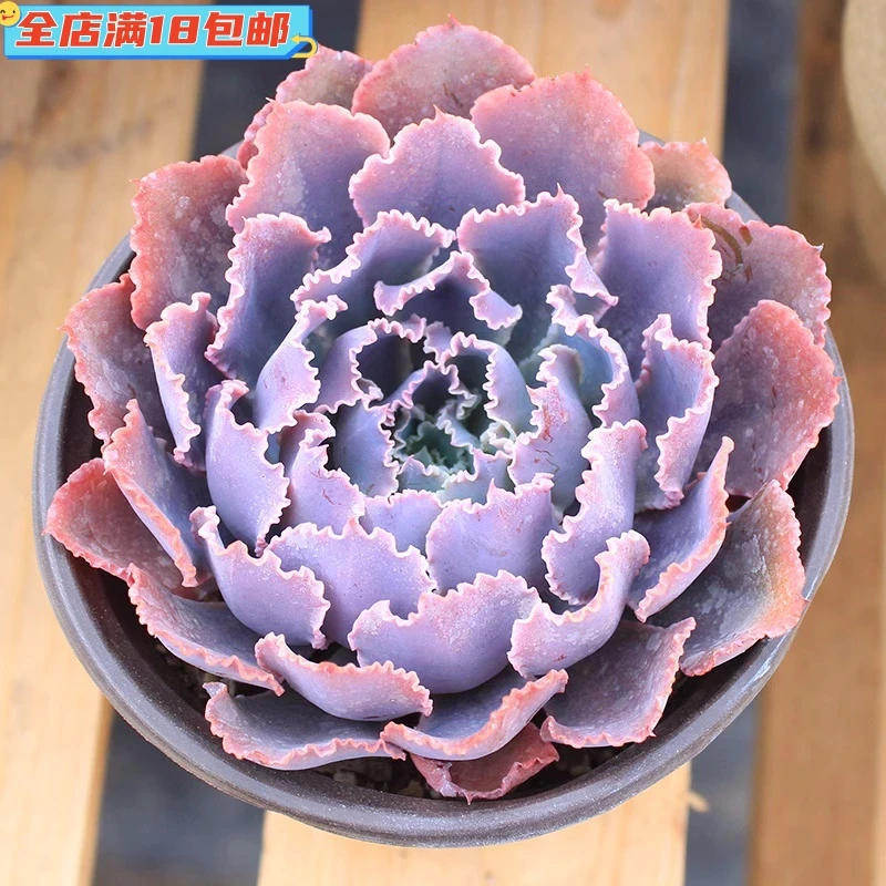 晚霞之舞多肉植物紫红色皱叶包菜室内阳台超萌肉肉新手组合盆栽