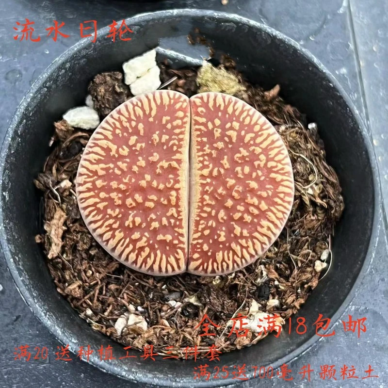 沐绿歌流水日轮生石花多肉植物花卉绿植盆栽简单富贵秋季栽培