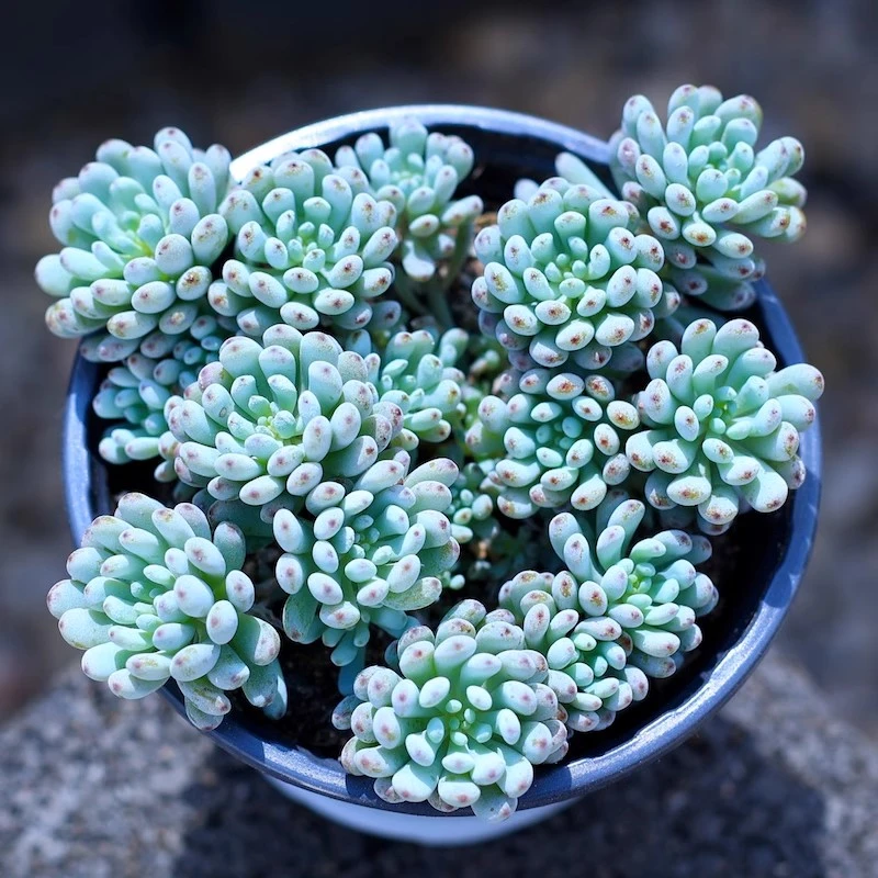 蓝豆群生多肉植物多头老桩室内阳台防辐射多肉组合盆栽绿植花卉